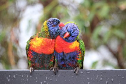 🌿 HUELLAS DE LA CREACIÓN | 🧭 Episodio 13: Reconocer el orden, entender la responsabilidad | 🐦 Lo que las aves nos enseñan