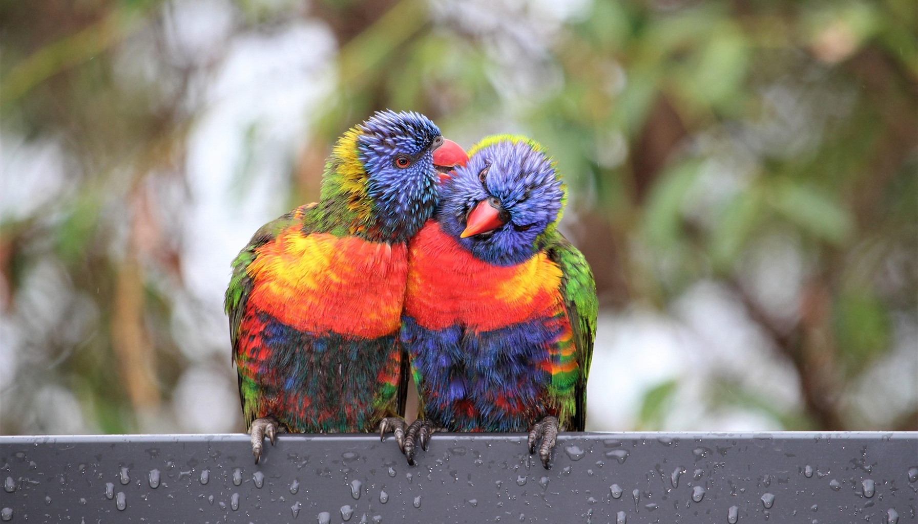 🌿 HUELLAS DE LA CREACIÓN | 🧭 Episodio 13: Reconocer el orden, entender la responsabilidad | 🐦 Lo que las aves nos enseñan