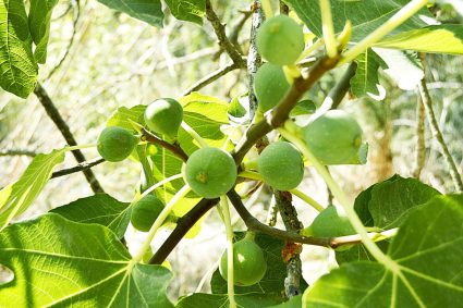 👑 EL REY VIENE PRONTO | 10.04.2026 | 🌿 La higuera: Reconocer la cercanía