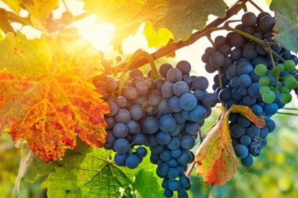 👑 EL REY VIENE PRONTO | 26.04.2026 | 🍇 Dar fruto: Una vida que permanece