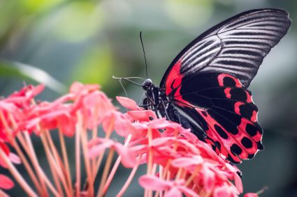 🌿 HUELLAS DE LA CREACIÓN | 🧭 Episodio 2 :  Navegación sin visión global | 🦋 Trasformazione e ordine – Cosa ci insegnano gli insetti