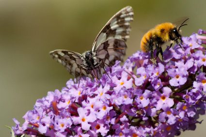 🌿 HUELLAS DE LA CREACIÓN | 🌼 Episodio 8 – Útiles, pero no accidentales | 🦋 Trasformazione e ordine – Cosa ci insegnano gli insetti