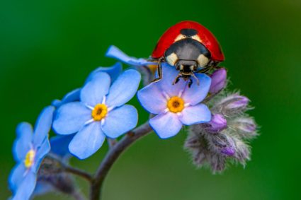🌿 HUELLAS DE LA CREACIÓN | 🌟 Episodio 9 – Lo que los insectos nos enseñan | 🦋 Trasformazione e ordine – Cosa ci insegnano gli insetti