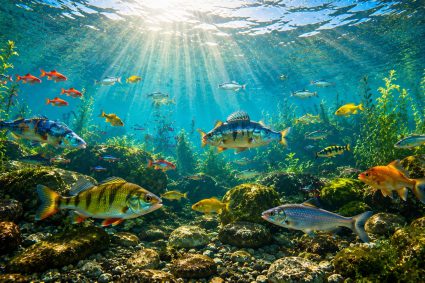 🌿 HUELLAS DE LA CREACIÓN | 💨 Episodio 1 – Respirar en el agua – Vida con oxígeno invisible | 🐟 Vida oculta – El mundo de los peces