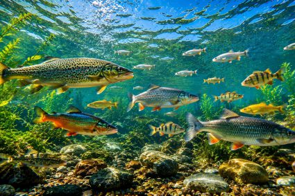 🌿 HUELLAS DE LA CREACIÓN | 🏊 Episodio 3: Nadar sin esfuerzo – La física del movimiento | 🐟 Vida oculta – El mundo de los peces