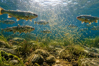 🌿 HUELLAS DE LA CREACIÓN | 🥚 Episodio 6: Reproducción en aguas abiertas – Orden sin nido | 🐟 Vida oculta – El mundo de los peces