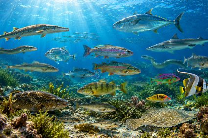 🌿 HUELLAS DE LA CREACIÓN | 🧬 Episodio 7: Vida en lo oculto – Por qué los peces siguen siendo peces